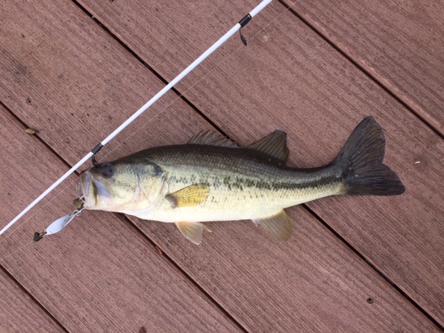 Attached picture largemouth bass1.jpg